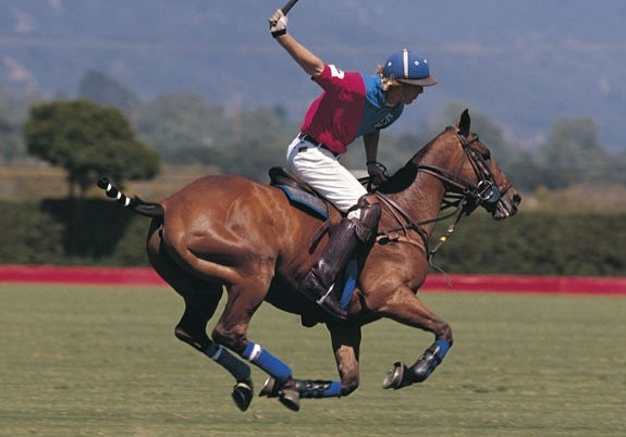 Where to watch a polo match