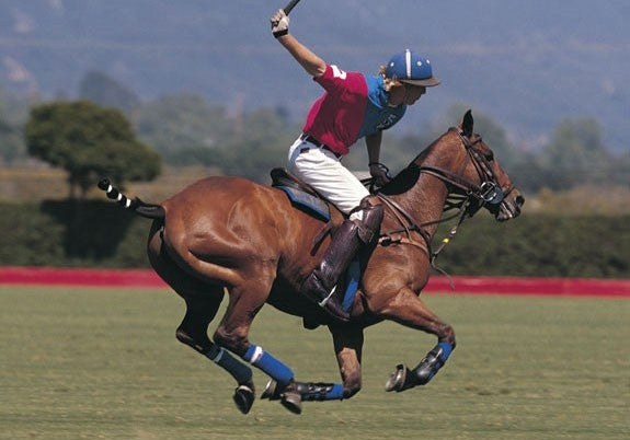 Where to watch a polo match
