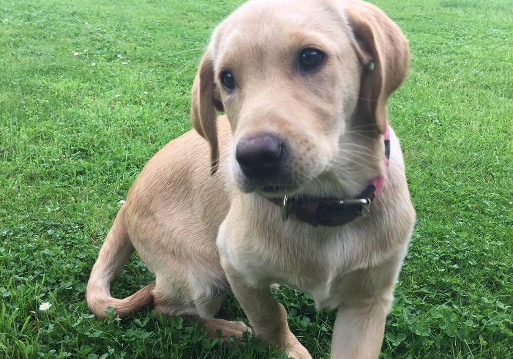 Meet Vesper: in his beloved pampeano Argentine leather dog collar