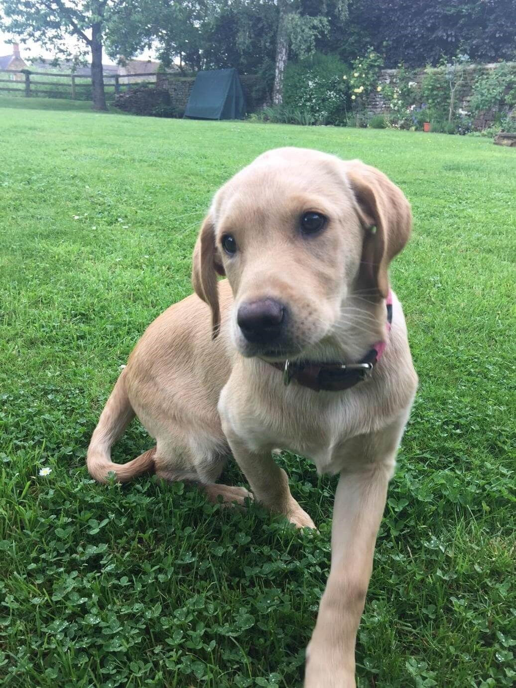Meet Vesper: in his beloved pampeano Argentine leather dog collar