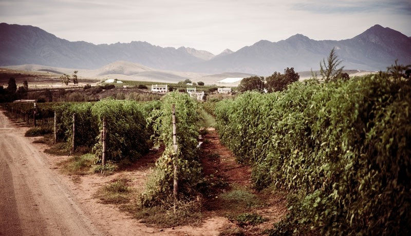 Renowned wines of South America