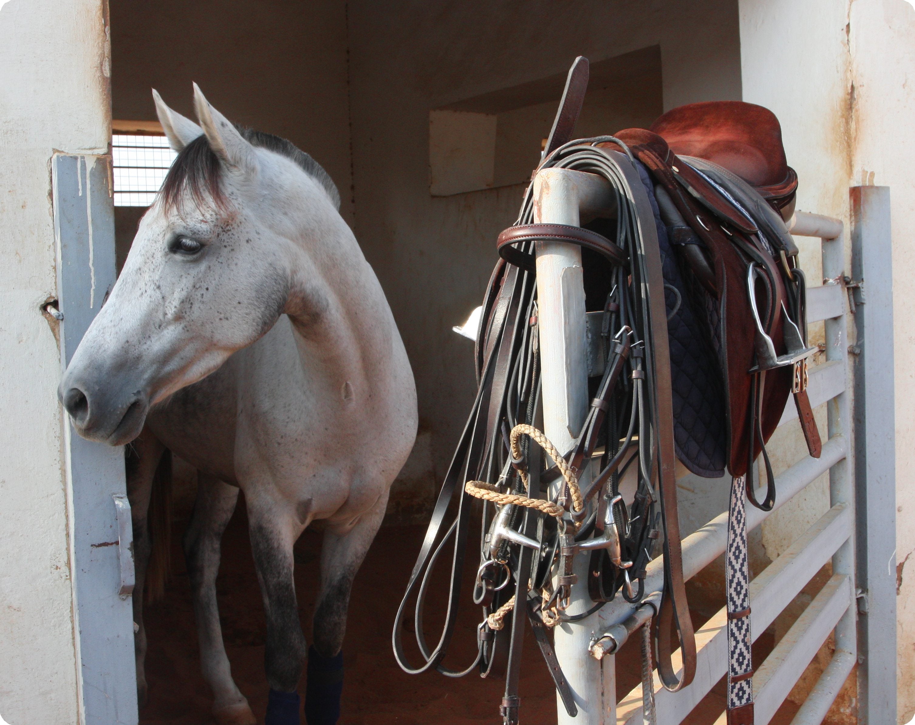 Polo pony looking left with saddle and bridle on the fence next to it