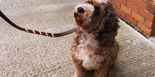 Made for Walks, Ready for Fetch: A Guide to Dog Collars & Leads