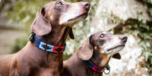 the ultimate duo: coordinated leather accessories for you and your dog