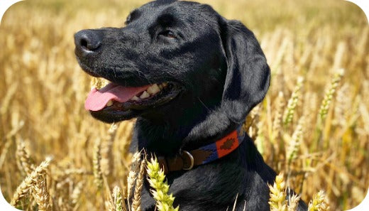 pampeano Collars & Leads: Style That Matches Your Dog’s Personality