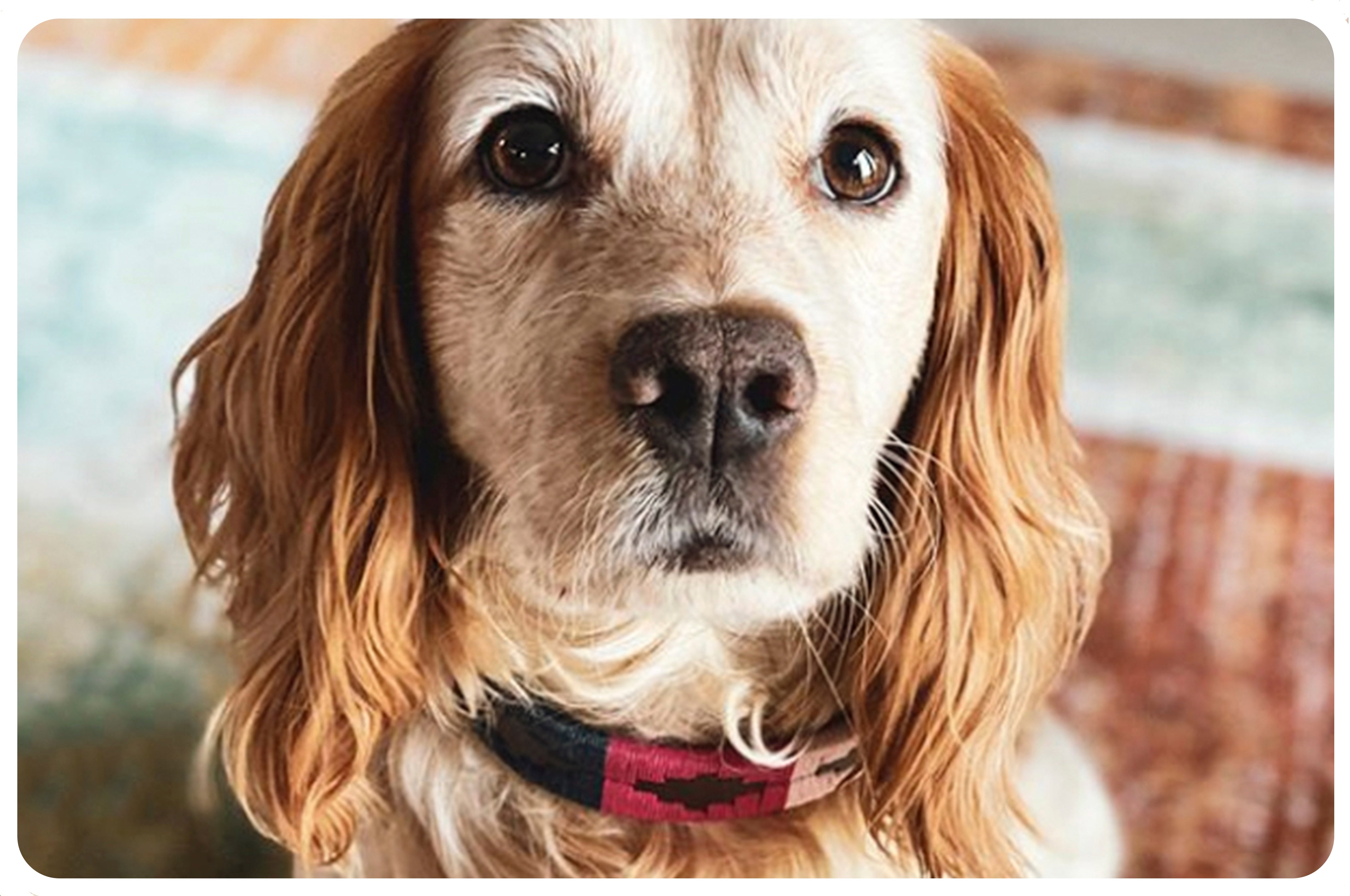 How to choose the right size dog collar