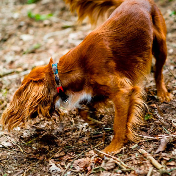 shop all pets accessories