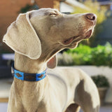 Choice of Any 2 Leather Dog Collars - Gift Package